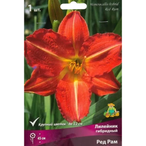 Лилейник гибридный Ред рам луковица I 88295009 STLM-2205407