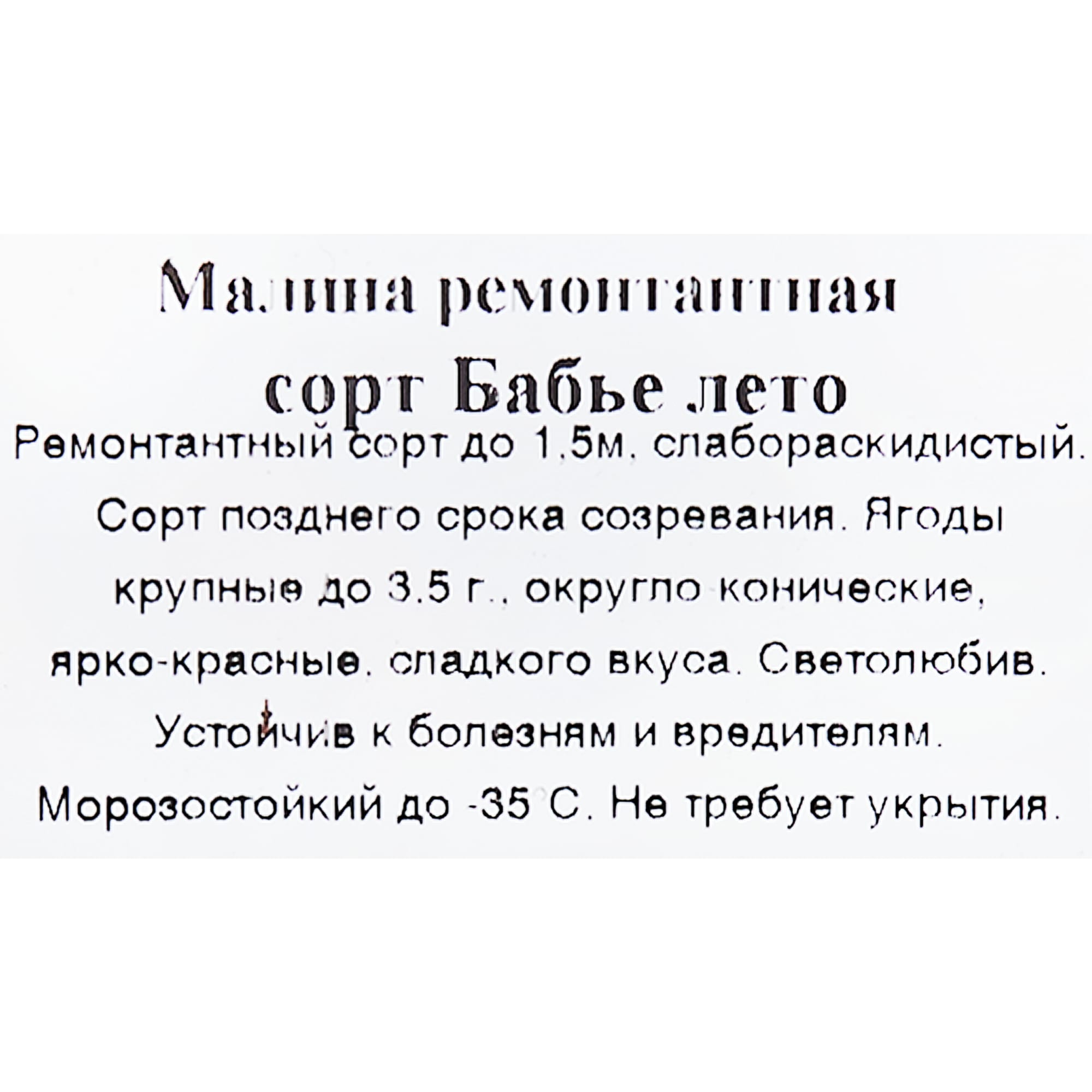 83539288 Малина Бабье лето 9x35 см Santreyd  - Вид №2