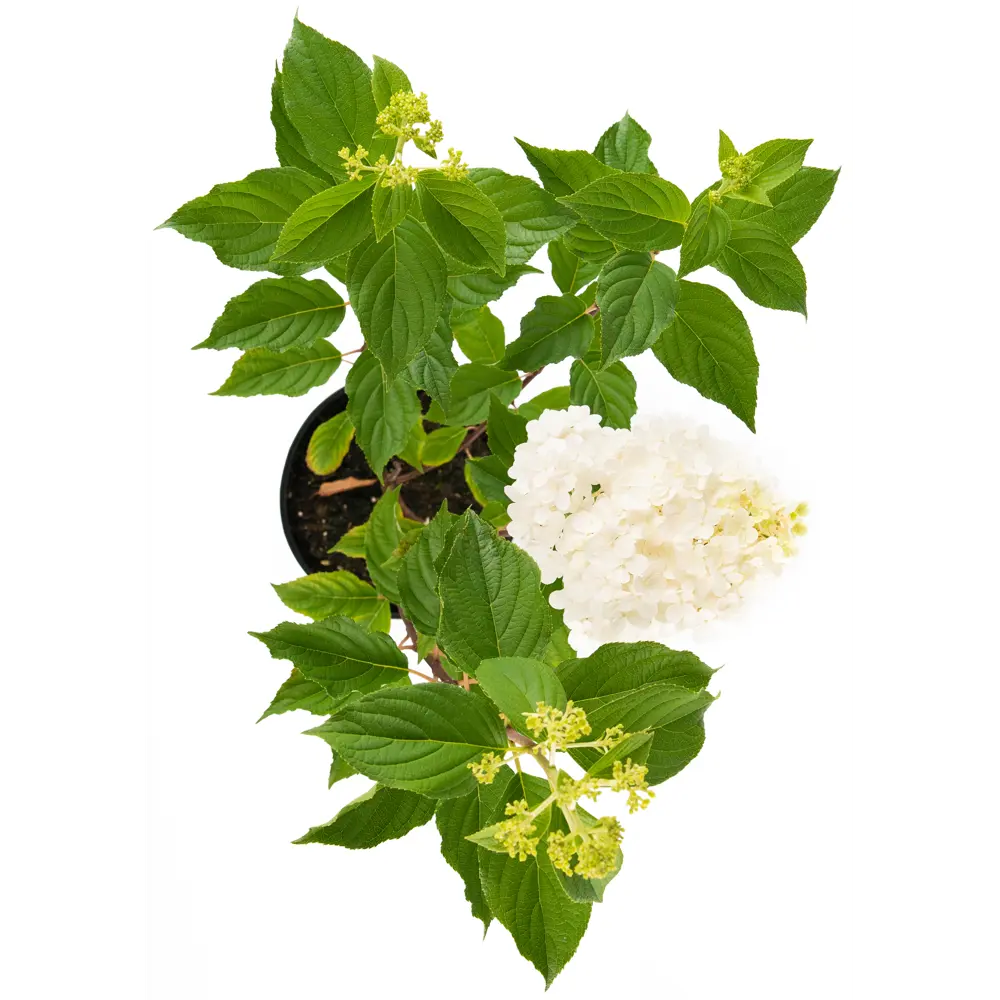Саженец Гортензия Vanille Fraise ø19 h55 см 85292237 STLM-2129302 Santreyd  - Вид №1