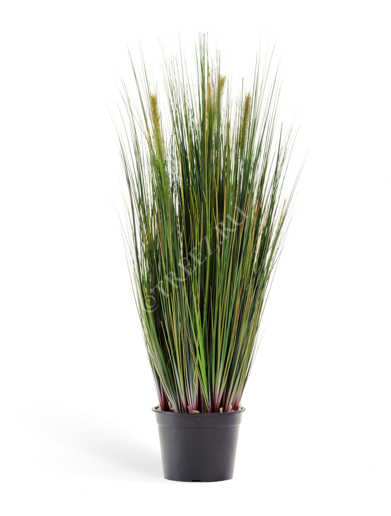 20.1040N Трава Осока куст с зелёными султанами Цветочная коллекция 