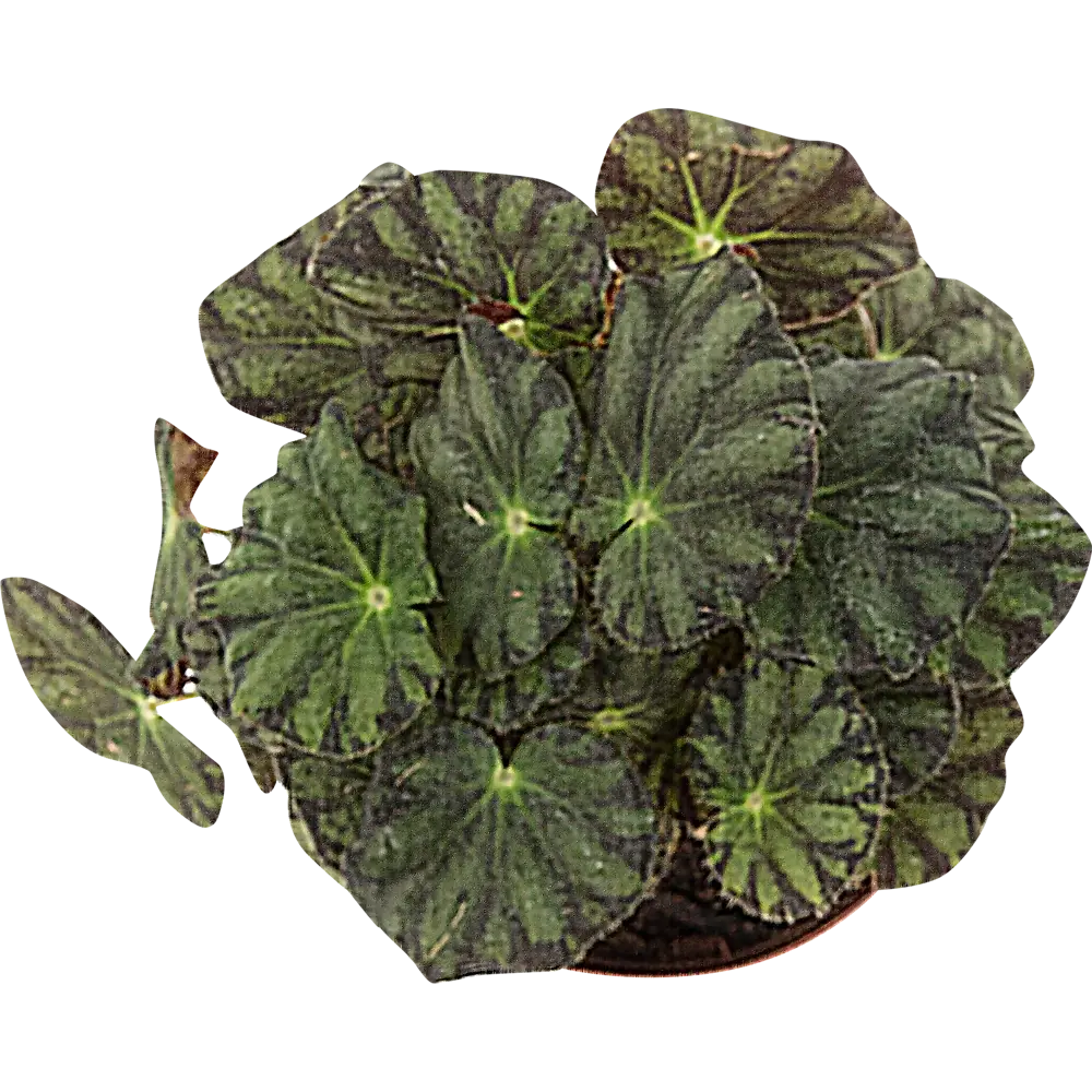 Santreyd Бегония королевская - вечнозеленое цветущее украшение интерьера 82560399 STLM-1541682 - Вид №1