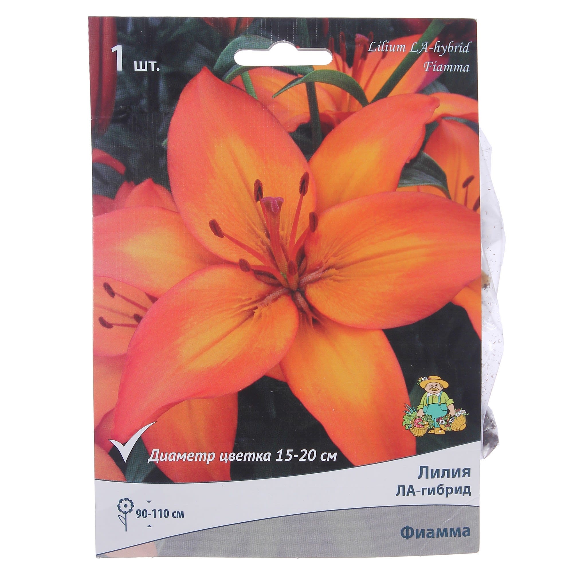 82000183 Лилия ЛА-гибрид «Фиамма», высота 50 см, 1 шт Santreyd 