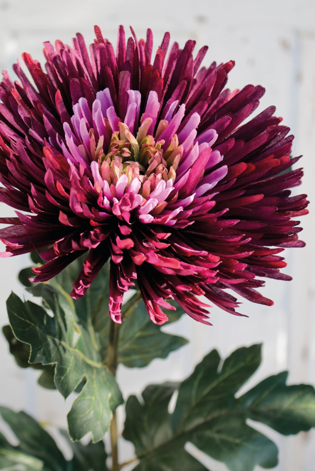 3427 490 a3 Искусственная хризантема, 88 см, красно-черная H-andreas  - Вид №6