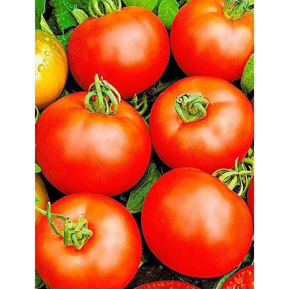 Семена томатов Agroni Белый налив - ранний урожайный сорт 89349097 STLM-0962879