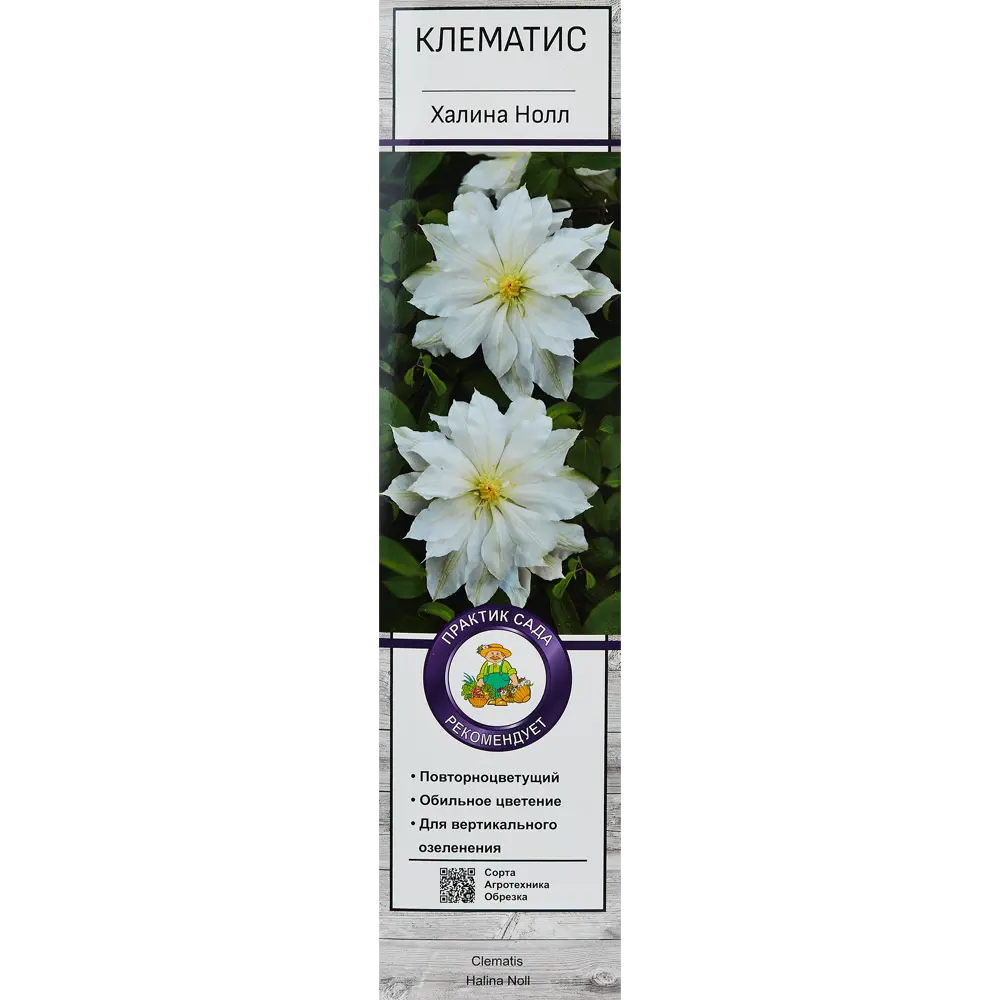Клематис крупноцветковый Халина Нолл h200 см Santreyd STLM-2124468