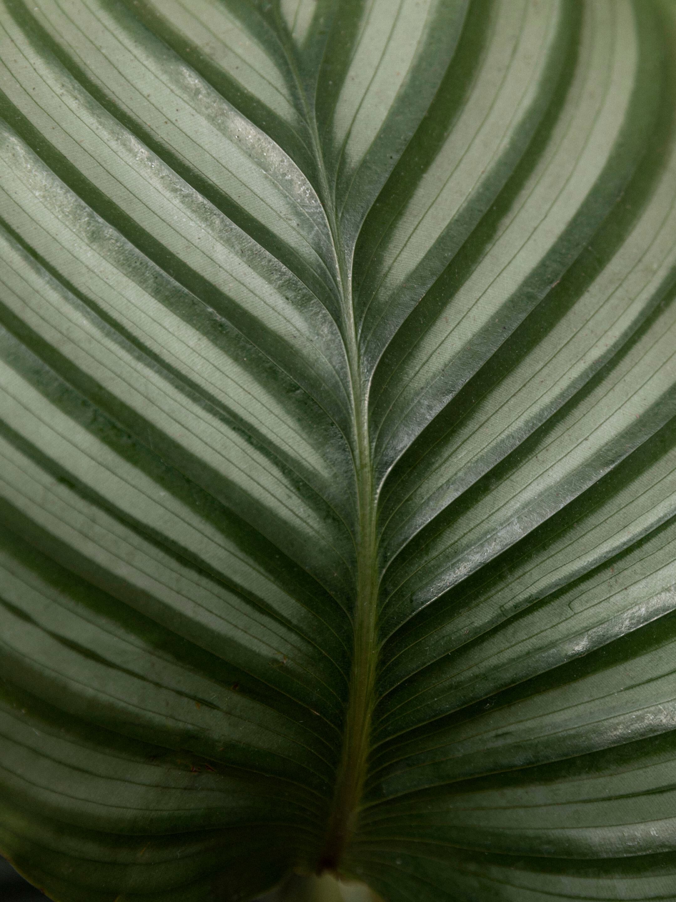 Секатор Audo Copenhagen Pallarès ARCH-00076488 - Вид №5