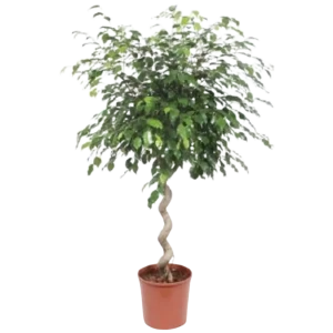 Фикус Бенджамина Экзотика скрученный 40x180 см 13501955 STLM-2202838
