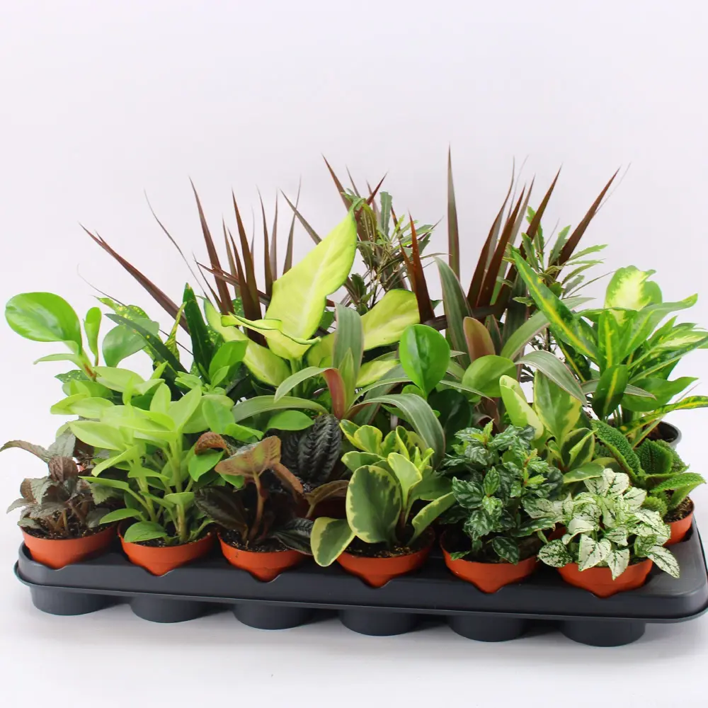 Суккулент Плант микс в горшке ø9 см, высота до 35 см 89434697 Santreyd STLM-1580959