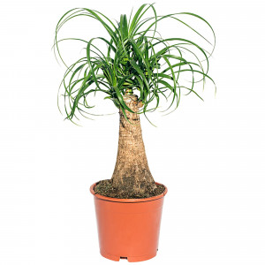 82892079 Нолина 27x100 см