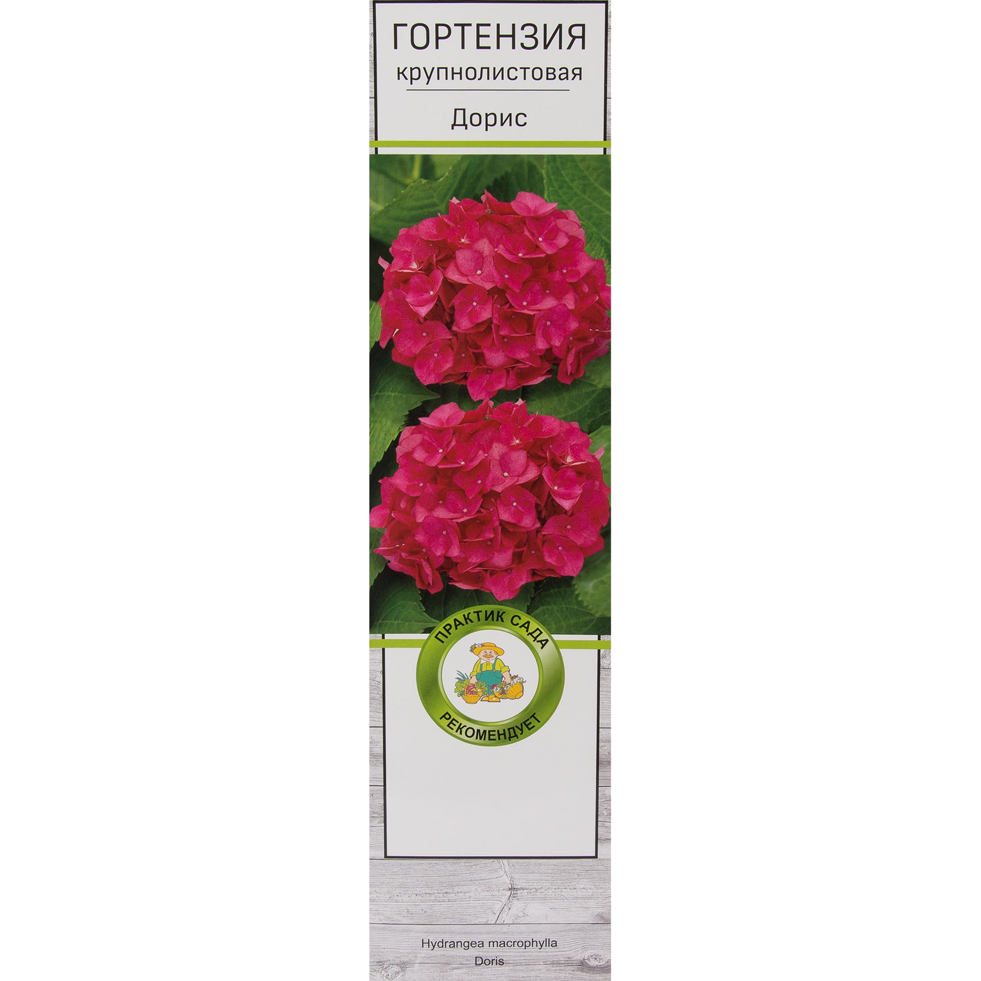 82150729 Гортензия крупнолистовая «Дорис» Santreyd 