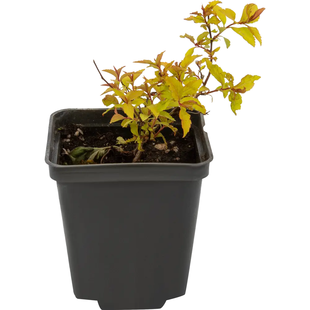 Спирея японская Голдфлэйм ø9 h15 см 84829070 STLM-2117007 PLANTMARKET 