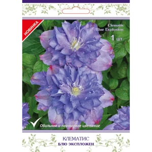 Клематис крупноцветковый Блю Экспложен h15 см 83431364 STLM-2167478