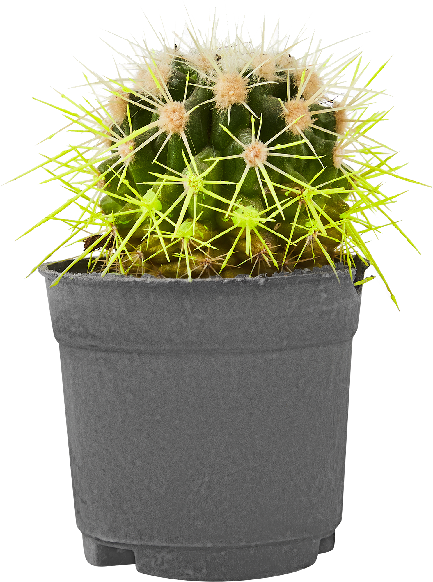 Эхинокактус Рейнбоу Грузони от Santreyd - разноцветный кактус для дома 86728113 STLM-0070980