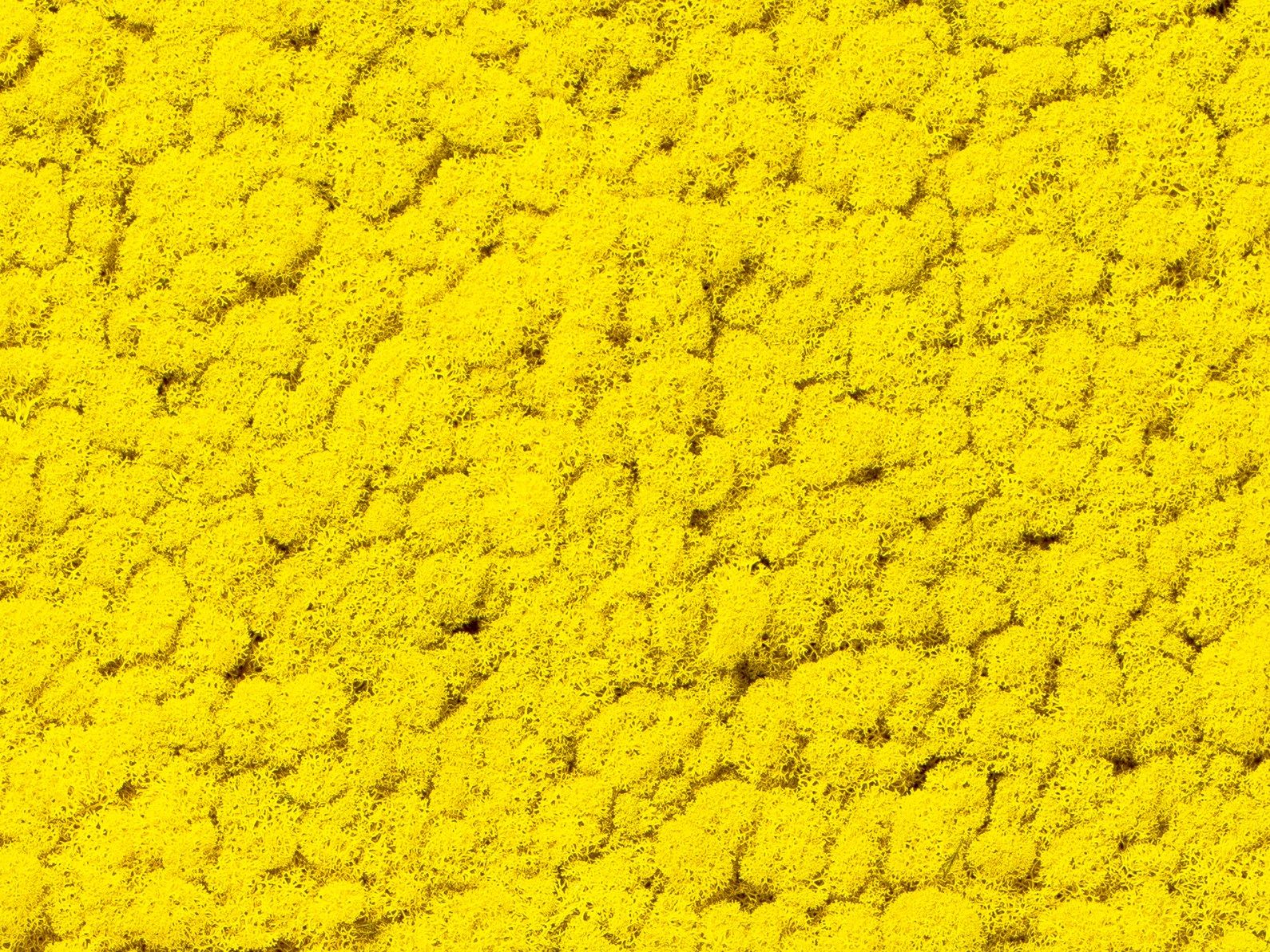 Растительная стена из мха Freund GmbH зеленый ARCH-00125792 - Вид №5