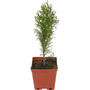 82596817 Туя западная «Смарагд» 15x30 см