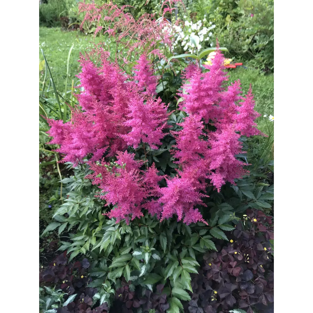 Santreyd Астильба Арендса Юник Кармин - многолетник с розовыми соцветиями 85324874 STLM-0061484