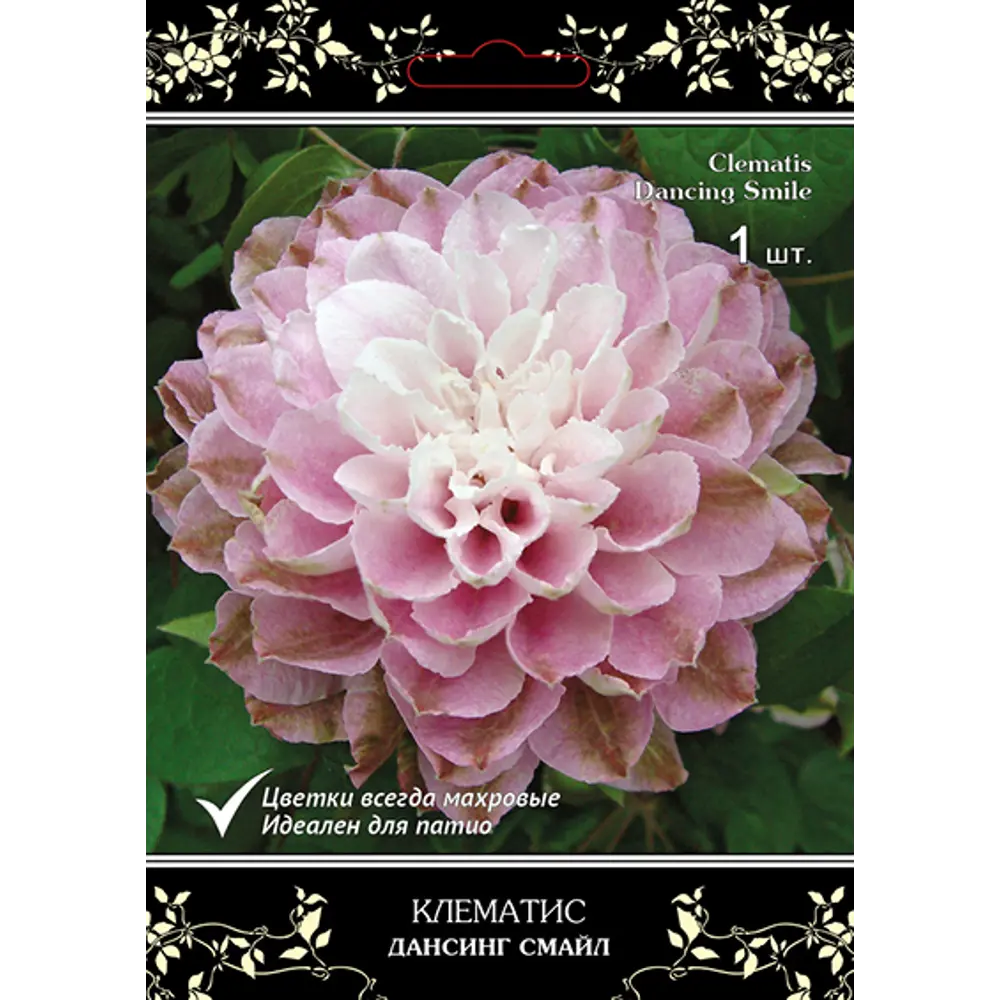 Клематис крупноцветковый Люкс Дансинг Смайл h15 см 83431386 STLM-2210766 Santreyd 