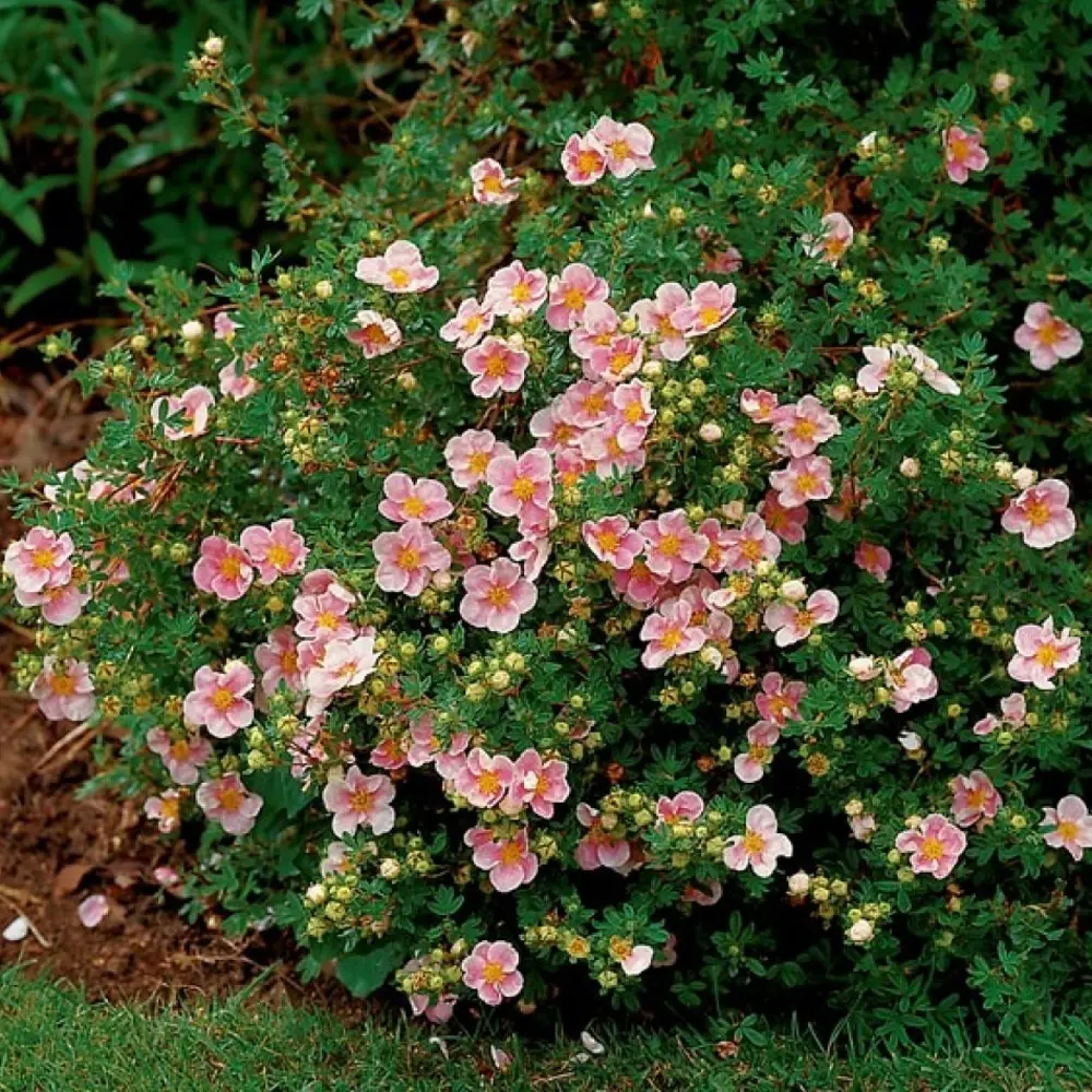 Лапчатка кустарниковый Лавли Пинк в тубе 82539529 STLM-2155234 BLOOMING LIFE  - Вид №3