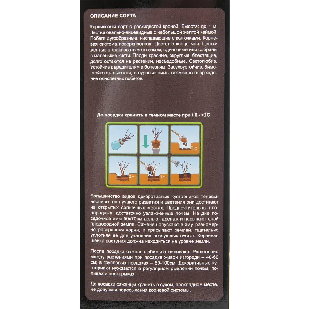 Барбарис тунберга Коронита в тубе 82539541 STLM-2142304 BLOOMING LIFE  - Вид №2