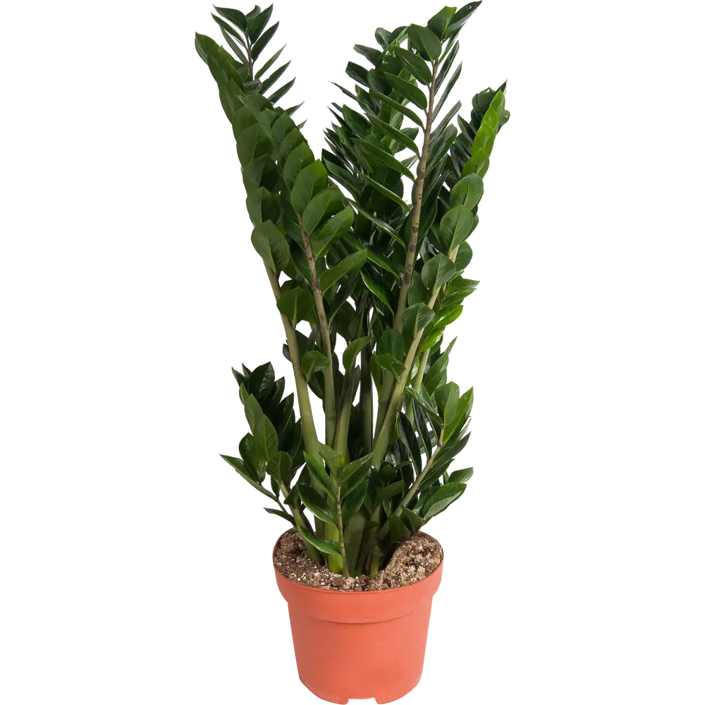 Santreyd Замиокулькас — элегантное комнатное растение для современного интерьера 82399647 STLM-0026485