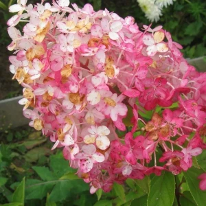 Гортензия метельчатая Ангел Блаш ø15 h35 см