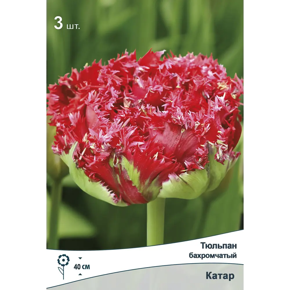 Тюльпан бахромчатый Катар от ПОИСК — алые цветы с белой бахромой 89381341 STLM-1576116