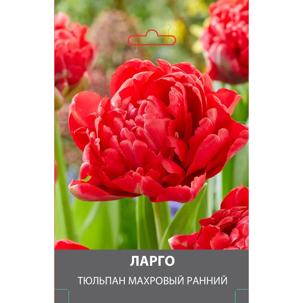 Тюльпан махровый ранний Ларго луковицы 10/11 89432995 STLM-2149021 Santreyd 