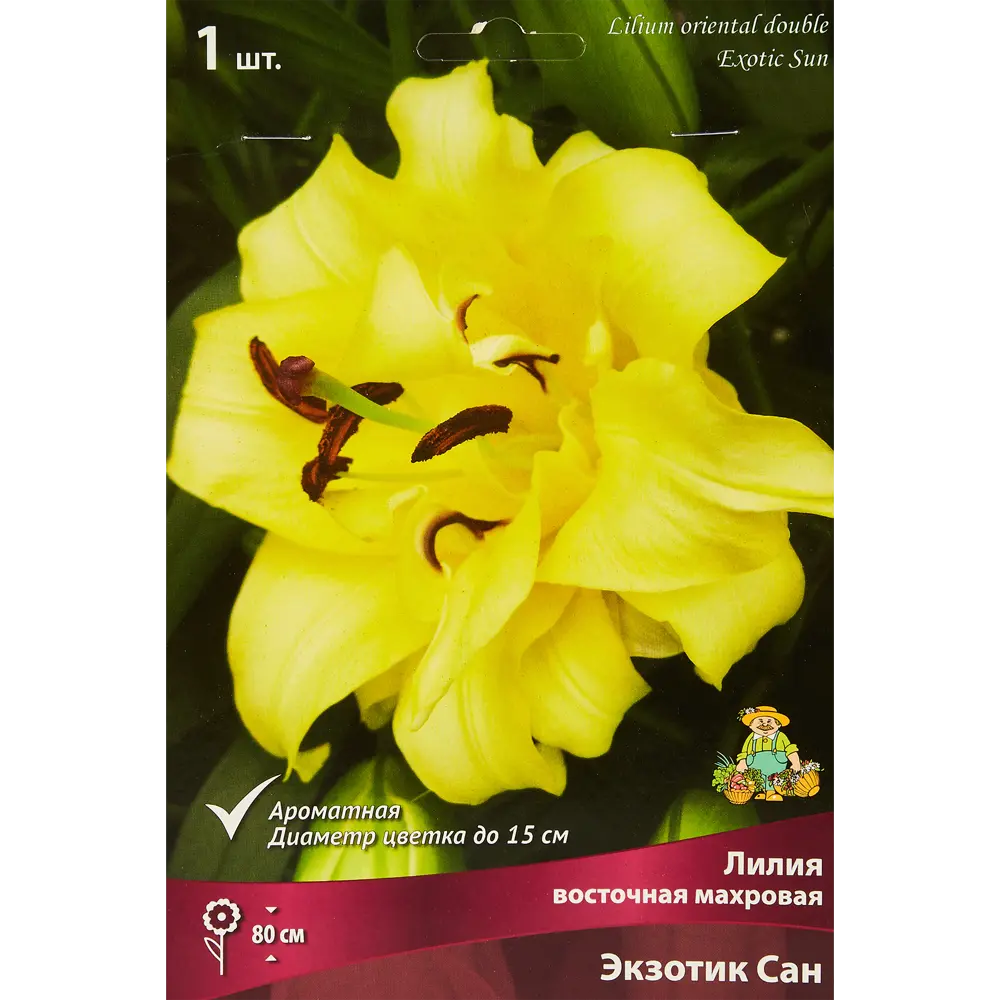 Лилия восточная Мах Экзотик Сан 85205753 STLM-2186378 ПОИСК 