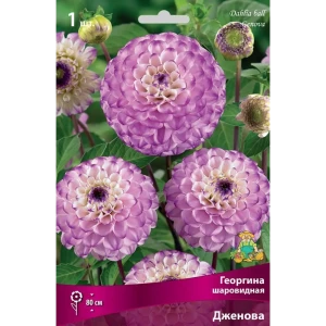 Георгина шаровидная Дженова луковица I 83593771 STLM-2173079