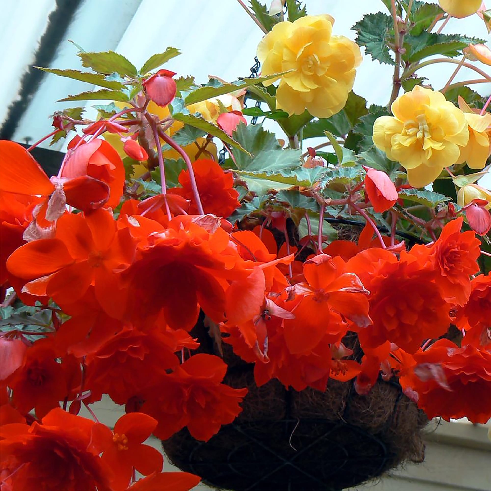 15983302 Бегония клубневая, d11/h22 Santreyd 