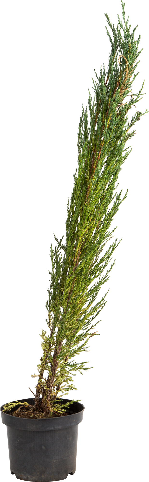 81969338 Можжевельник скальный «Блю Эрроу» С2, 40-50 см STLM-0016072 PLANTMARKET