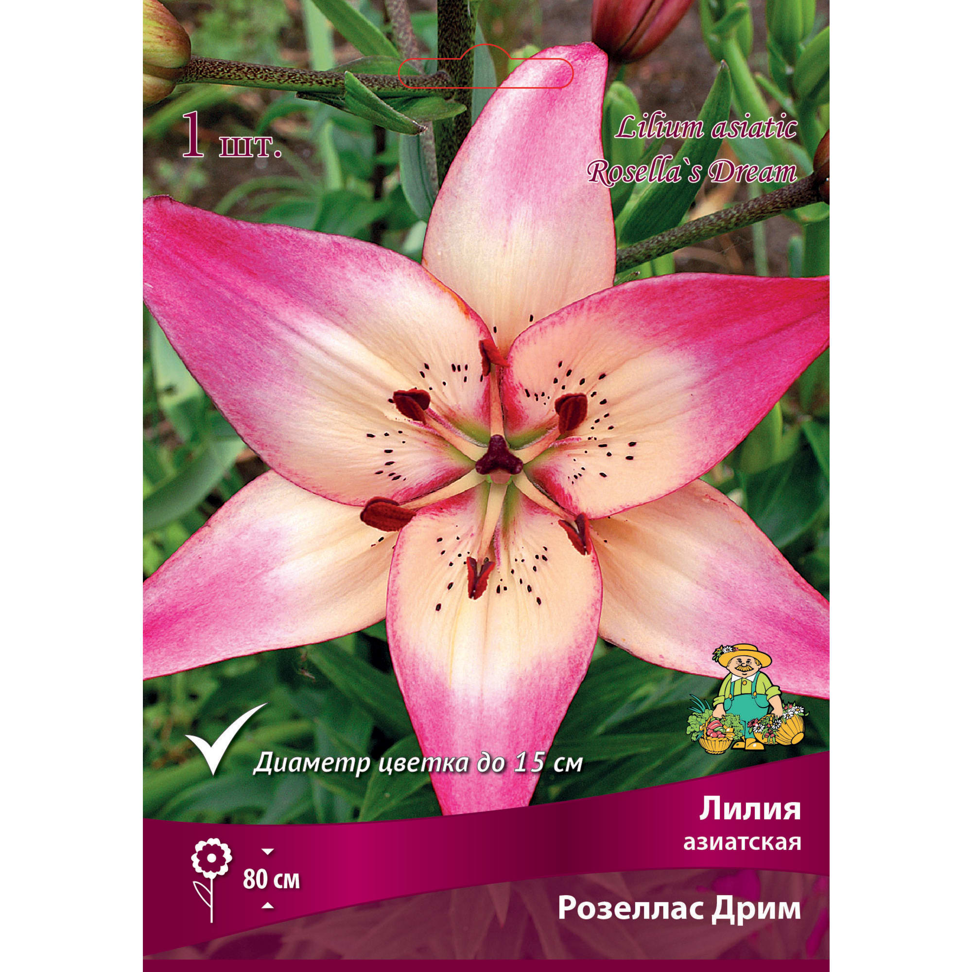 88294772 Лилия азиатская Розеллас дрим луковица 14/16 Santreyd 