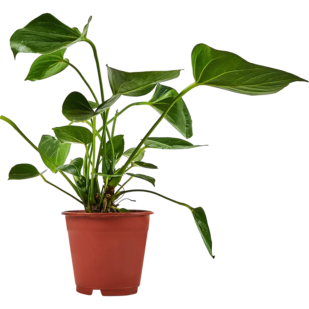 Антуриум Андрианум Santreyd — тропическая элегантность в вашем интерьере 89338395 STLM-0954289