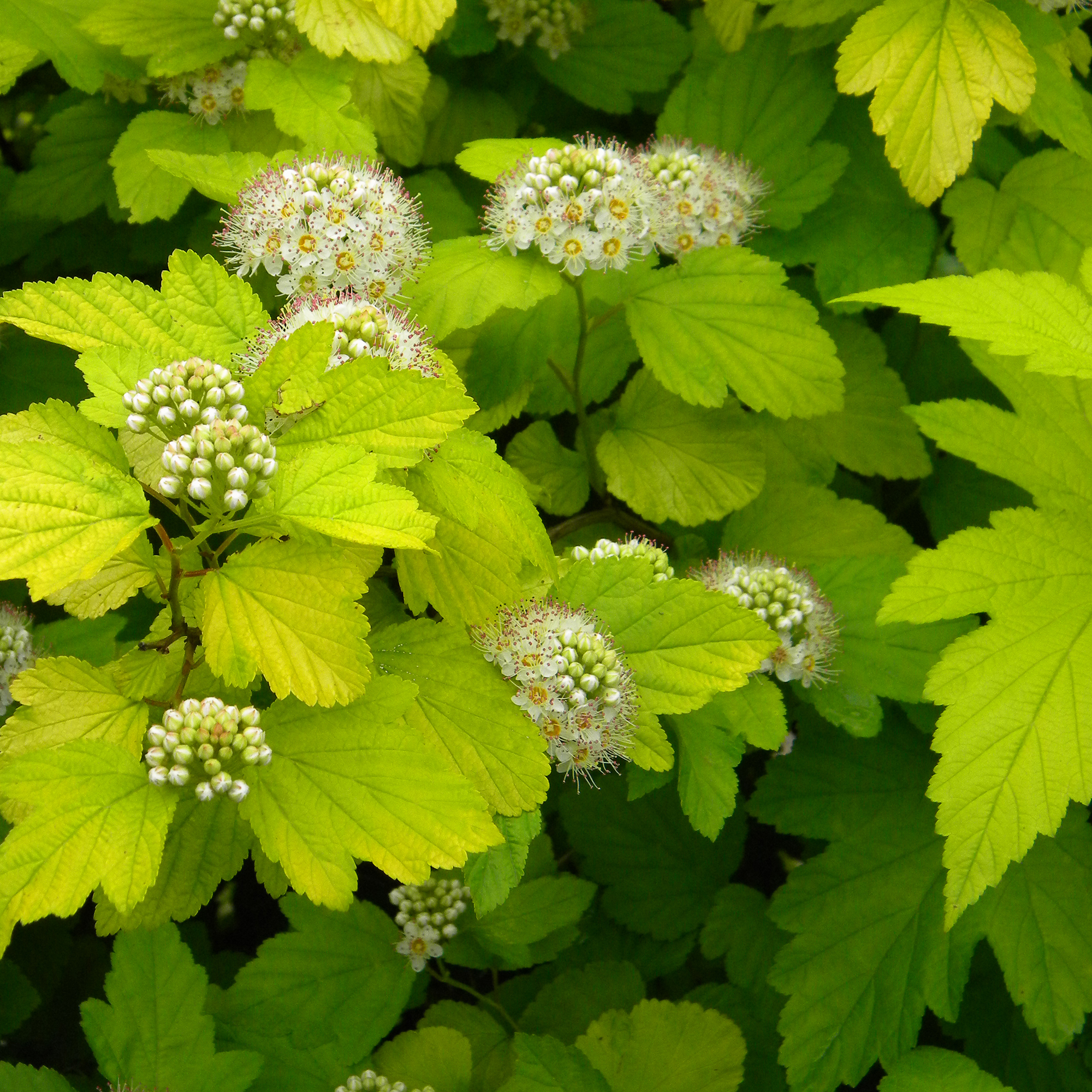 Пузыреплодник Santreyd - декоративный кустарник для живых изгородей 17895744 STLM-0008940