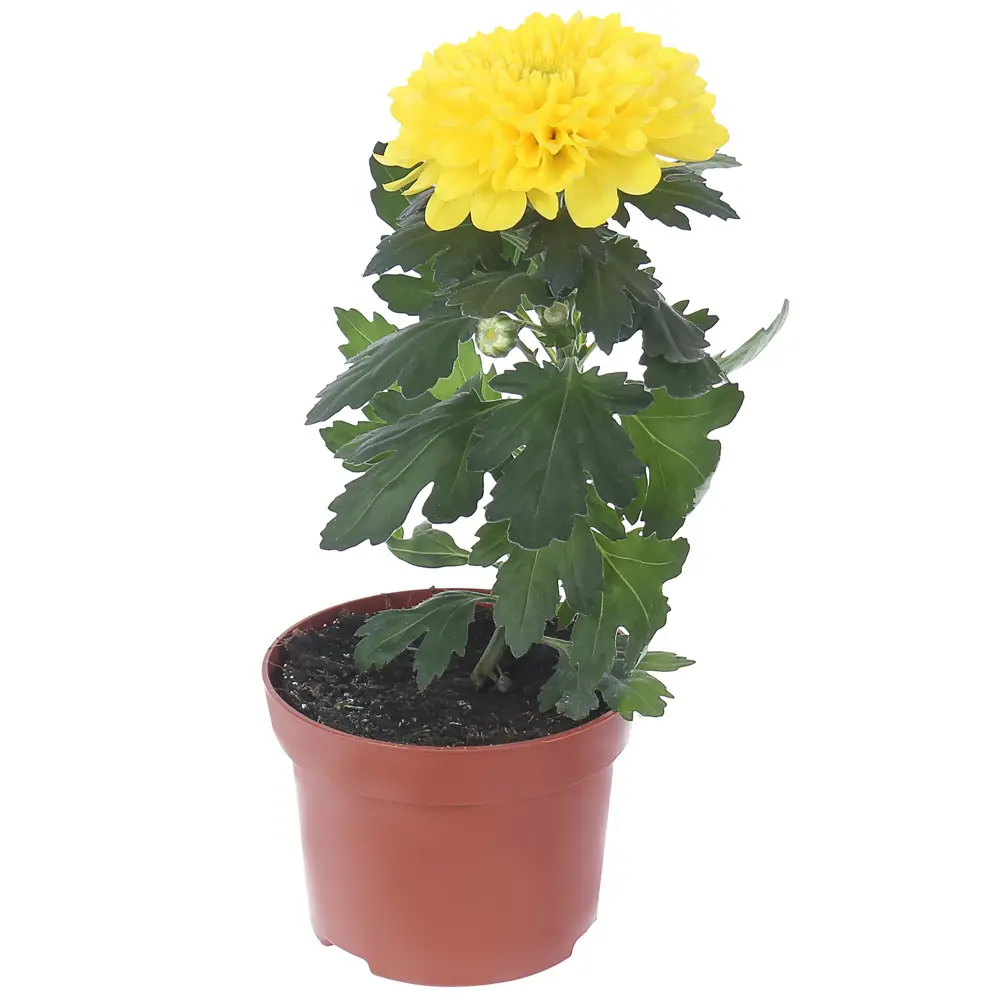 Santreyd Хризантема «Супернова» - многолетнее цветущее чудо 82023610 STLM-0017812 - Вид №1