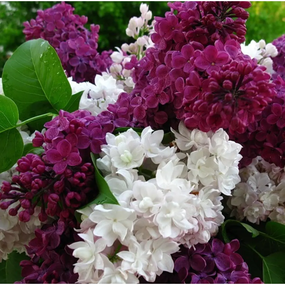 Сирень сортовая Santreyd - ароматное украшение сада 85606571