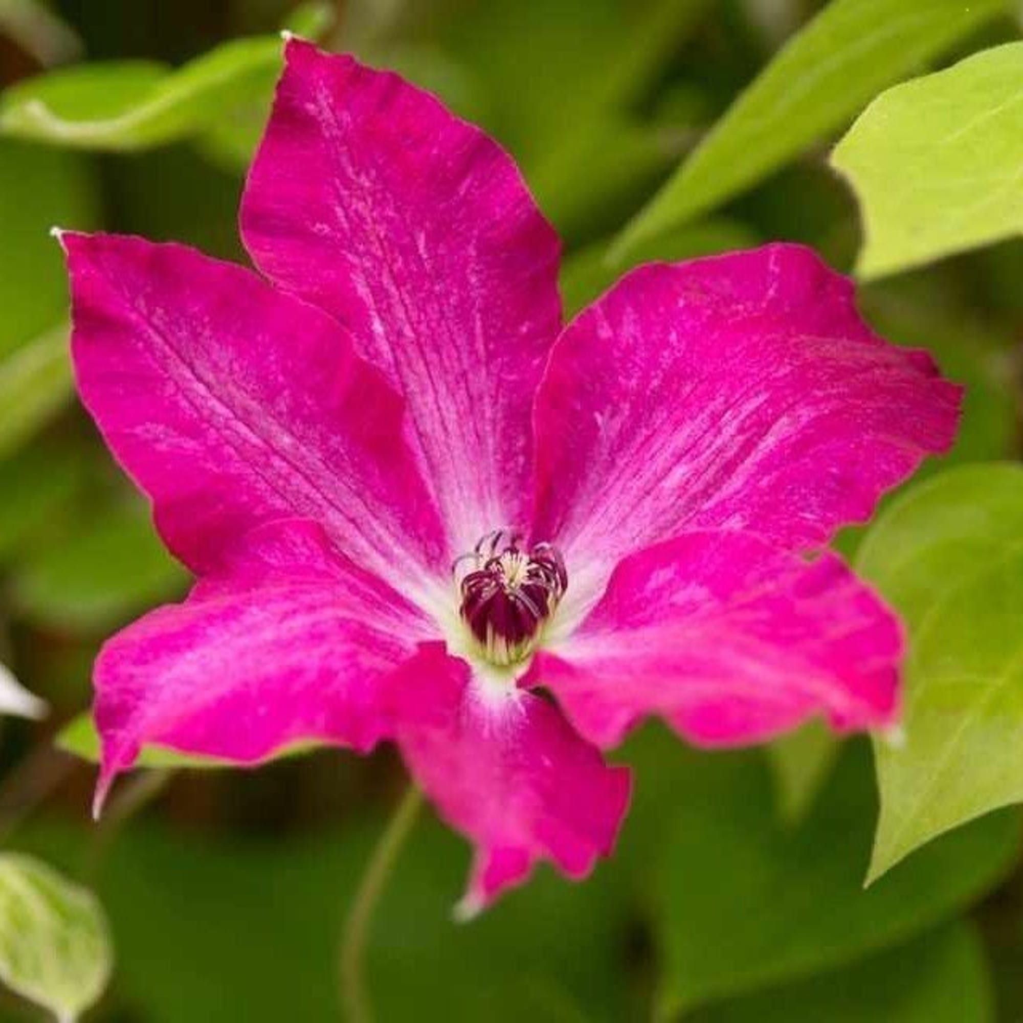 85324313 Клематис крупноцветковый Вива Полония ø17 h50 см Santreyd 