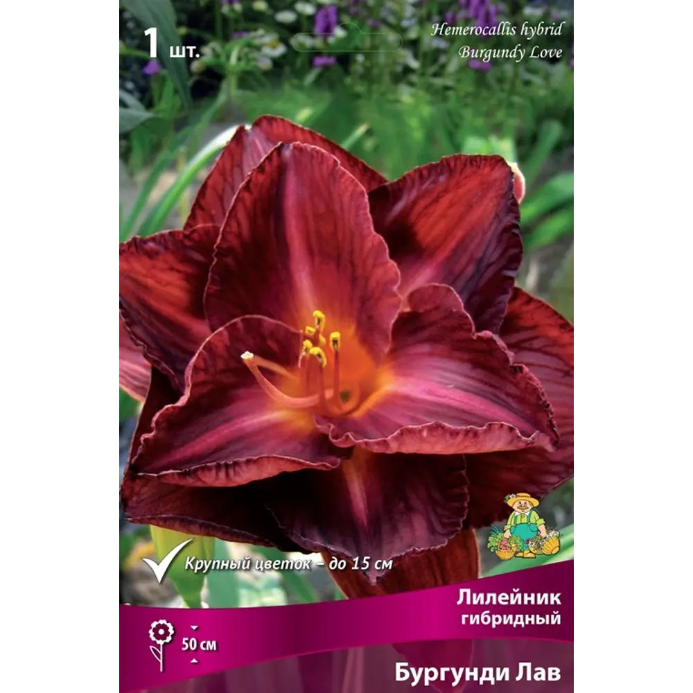 Лилейник гибридный Бургунди Лав луковица I 83597573 STLM-2138066 Santreyd 