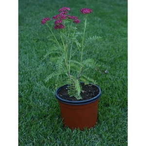 Тысячелистник Обыкновенный Santreyd - многолетняя рассада с белыми цветами 82219565