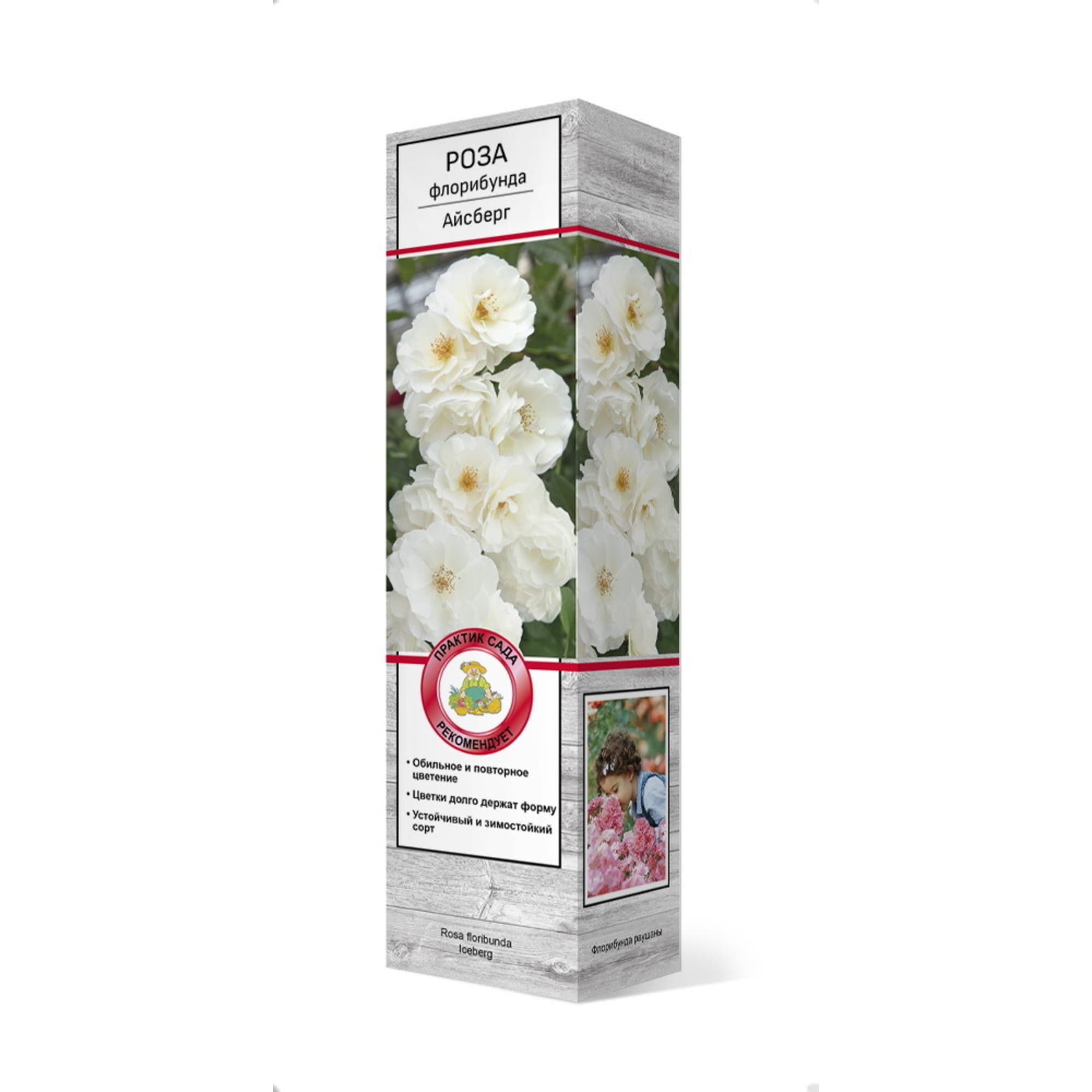 83786576 Роза флорибунда Айсберг h37 см Santreyd 