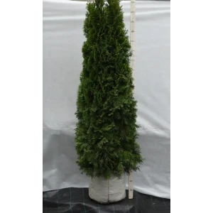 Туя западная «Смарагд» 60x180-200 см 82676772 STLM-2158345