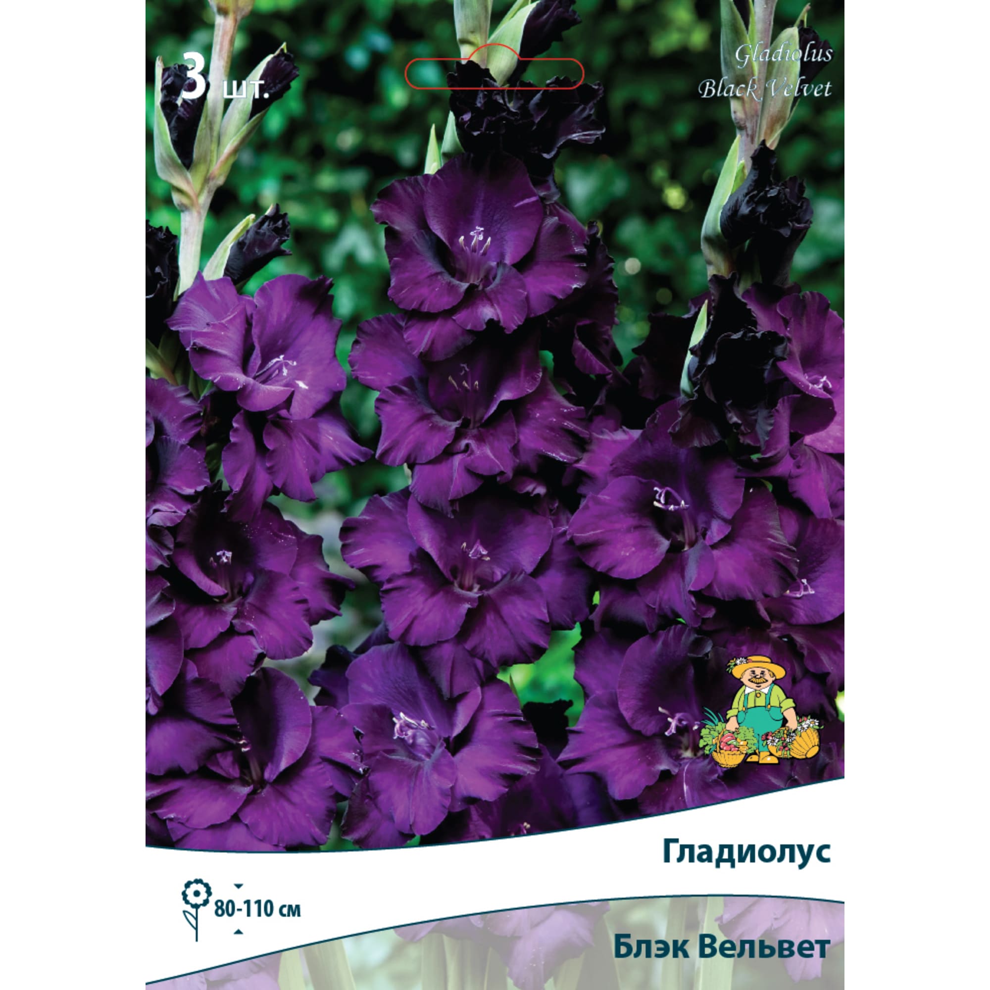 82530193 Гладиолус крупноцветковый «Блэк Вельвет» Santreyd 