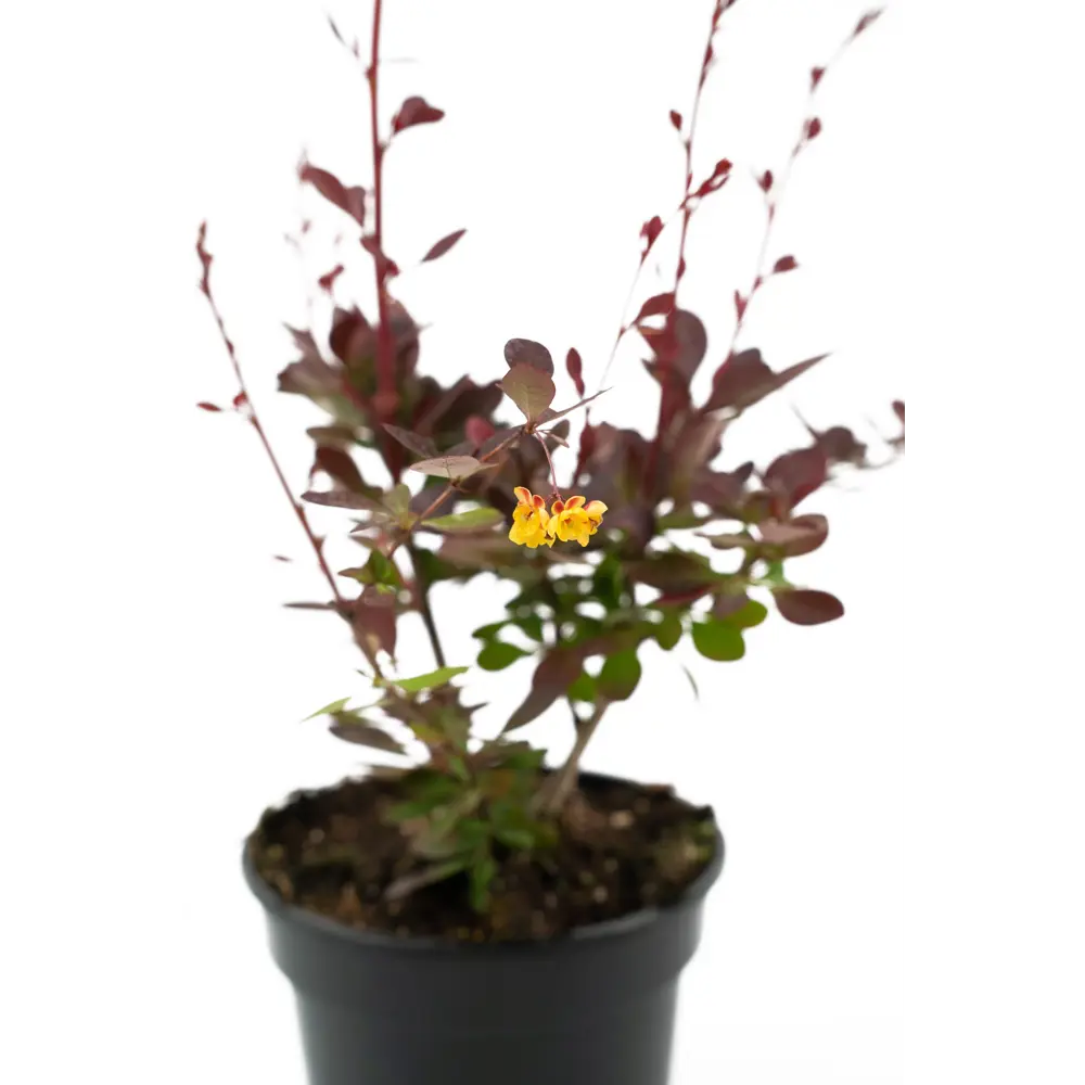 Барбарис Оттавский Superba от Santreyd - декоративный кустарник с целебными плодами 84841606 STLM-0950466 - Вид №3