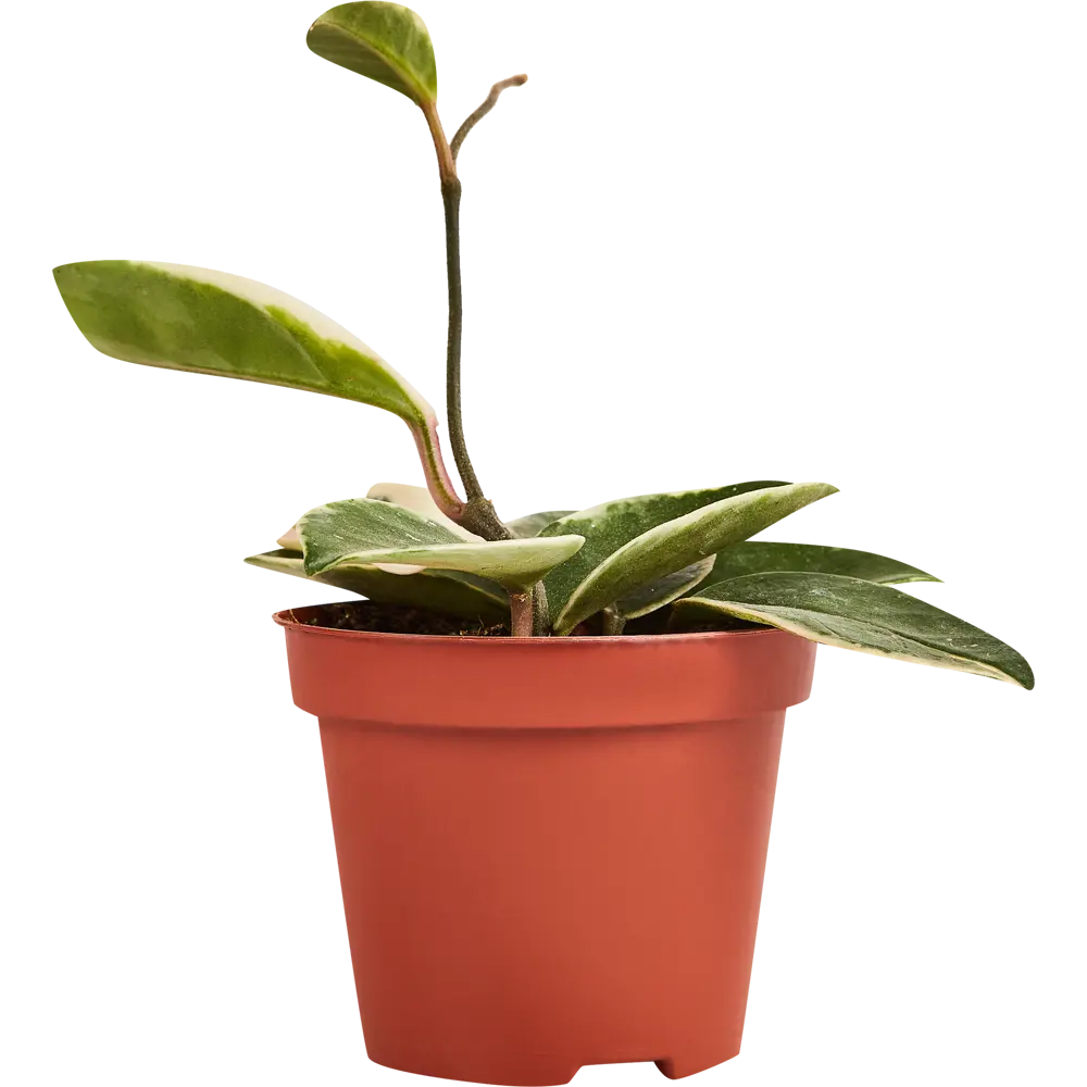 Santreyd Хойя Карноза Кримсон Квин — комнатное растение с трехцветными листьями 89336319 STLM-0964886