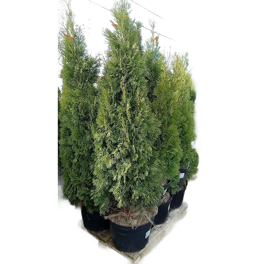 Туя западная Смарагд ø40 h200 - 200 см 87904749 STLM-2201184 PLANTMARKET 