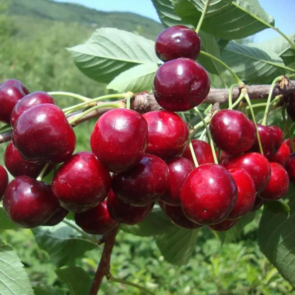 Саженец черешни Гронковая - морозостойкий сорт с сочными плодами 89432286 PLANTMARKET STLM-1581833
