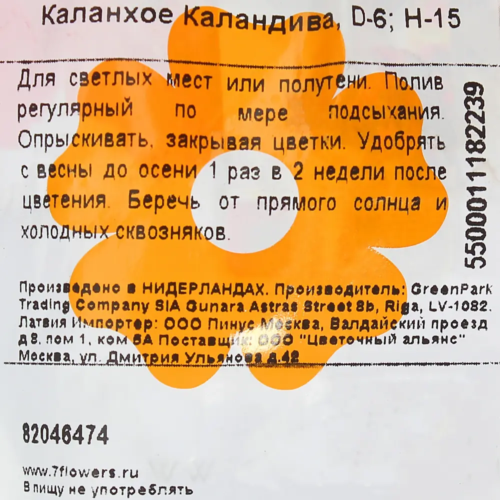 Каланхое Каландива ø6 h15 см 82046474 STLM-2195042 Santreyd  - Вид №2