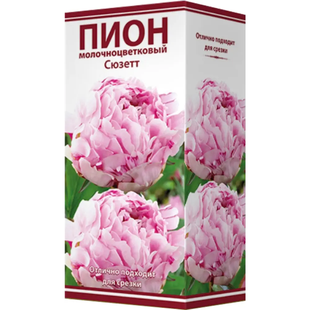 Пион молочноцветковый «Сюзетт», размер луковицы I 82319611 STLM-2092191 Santreyd  - Вид №1