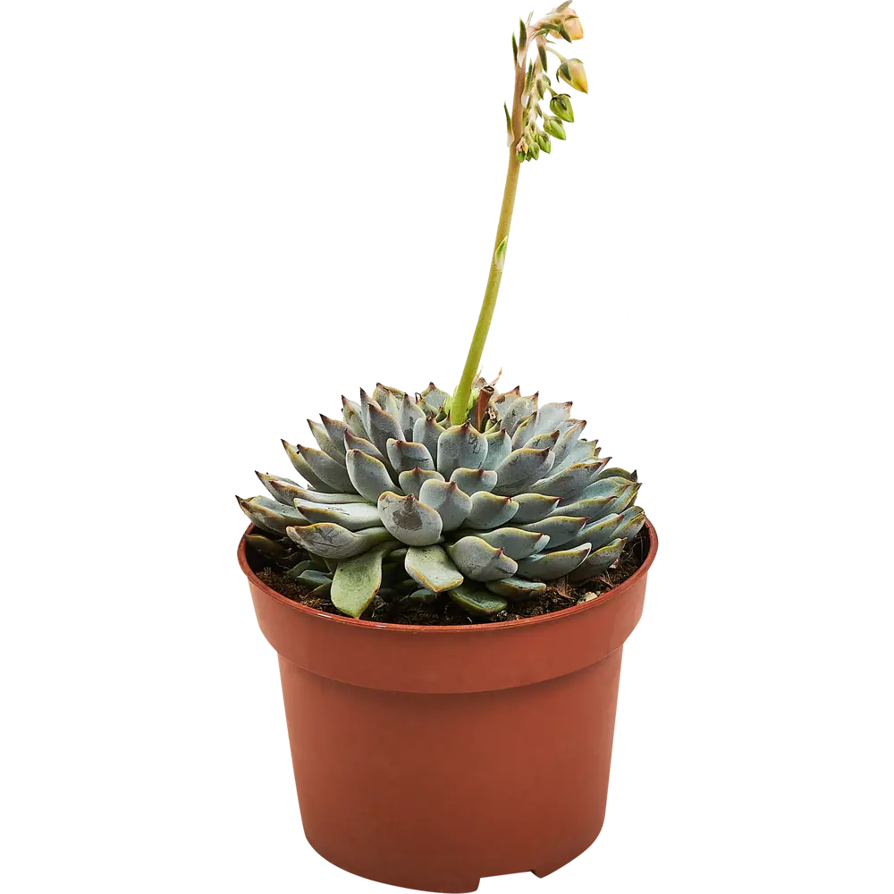 Santreyd Эхеверия — суккулент с живыми розетками для интерьера 89352933 STLM-0949590 - Вид №2