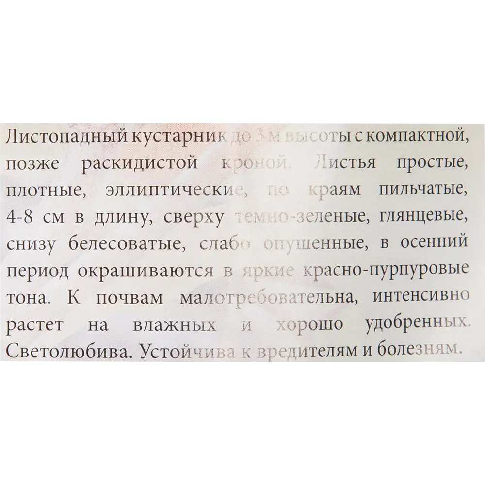 Рябина чёрноплодная 82153552 STLM-2184801 Santreyd  - Вид №1